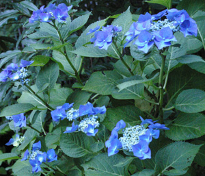 Hydrangea 'Blaumeise'