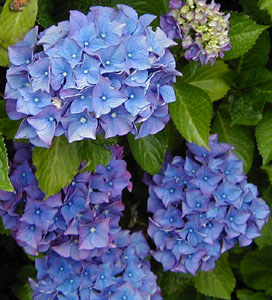 Hydrangea 'Glowing Embers'
