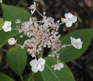 Hydrangea involucrata 'Hortensia'