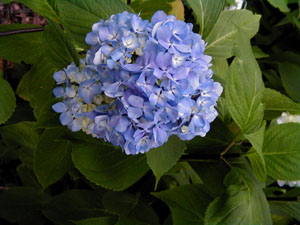 Hydrangea 'Nigra'