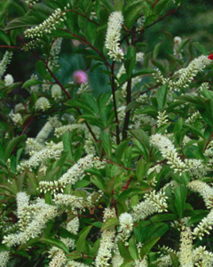 Itea virginica 'Henry's Garnet'