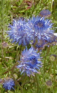 Jasione laevis 'Blue Light'