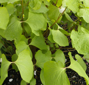 Jeffersonia diphylla