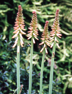 Kniphofia 'Maid of Orleans'