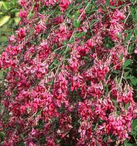 Lespedeza thunbergii