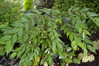 Leucothoe keiskei