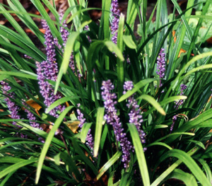 Liriope muscari 'Big Blue'