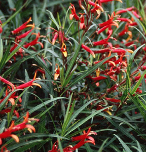 Lobelia laxiflora var. angustifolia