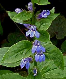 Lobelia syphilitica
