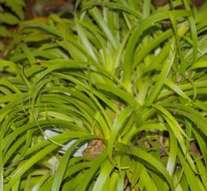 Luzula sylvatica 'Aurea'