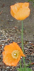 Meconopsis cambrica