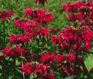 monarda gardenview scarlet