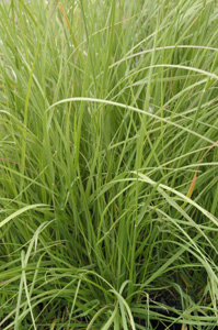 Muhlenbergia rigens