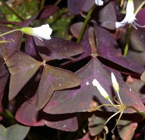 Oxalis triangularis