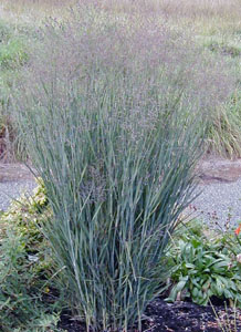 Panicum virgatum 'Heavy Metal'