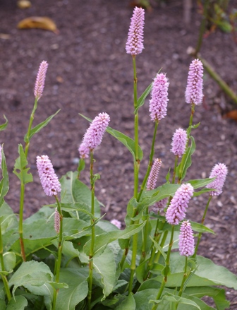 Persicaria bistorta 'Superba'
