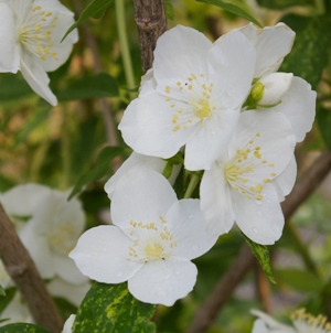 Philadelphus 'Innocence'
