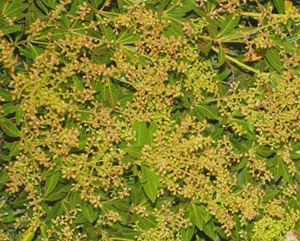 Pieris japonica 'Prelude'