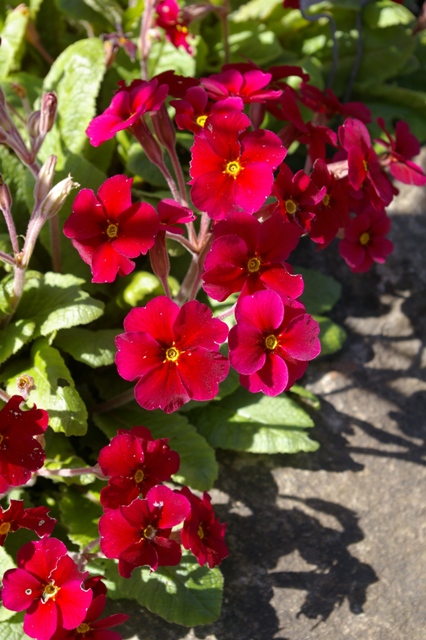 Primula 'Cowichan Red'