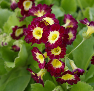 Primula Show Auricula (Red with Yellow Center)