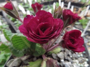 Primula vulgaris 'April Rose'