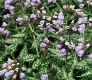 Pulmonaria saccharata 'Roy Davidson'