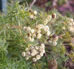 Pycnanthemum tenuifolium