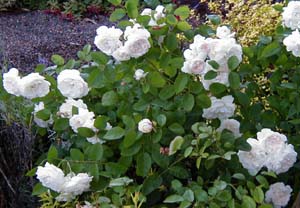 Rosa 'Boule de Neige'