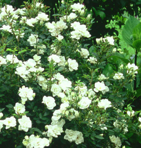 Rosa 'Kent'