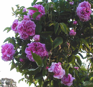 Rosa 'Konigen von Danemark'