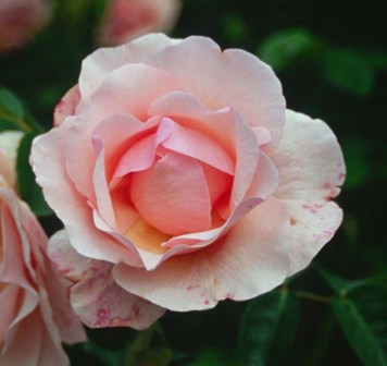 Rosa 'Lucetta'