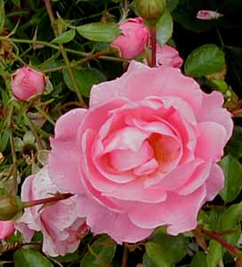 Rosa 'Surrey'