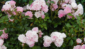 Rosa 'The Fairy'