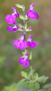 Salvia 'Christine Yeo'