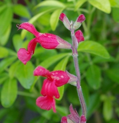 Salvia darcyi (oresbia)