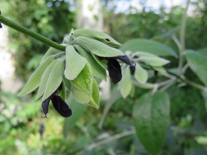 Salvia discolor