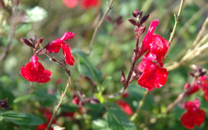 Salvia microphylla