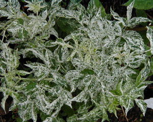 Sambucus nigra 'Pulverulenta'