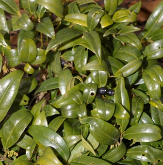 Sarcococca humilis
