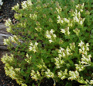 Scutellaria orientalis v. pinnatifida
