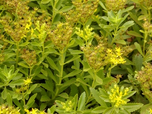 Sedum senanense