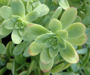 Sedum palmeri