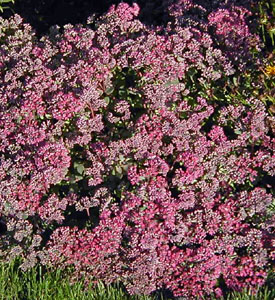 Sedum 'Ruby Glow'