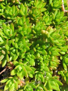 Sedum sarmentosum 'Iijima'