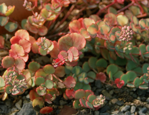 Sedum sieboldii 'Variegatum'
