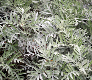 Senecio viravira