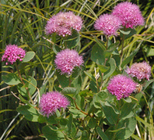 Spiraea densiflora