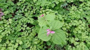 Vancouveria hexandra