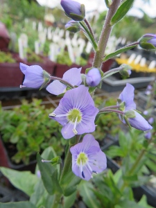 Veronica gentianoides