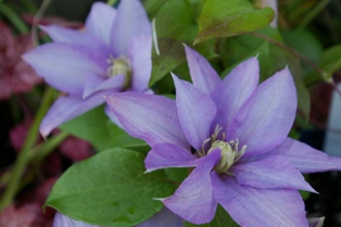 Clematis CEZANNE